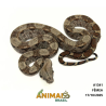 Jiboia Bci (Boa constrictor imperator) - A1341 - COMUM