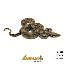 Jiboia Bci (Boa constrictor imperator) - A1341 - COMUM