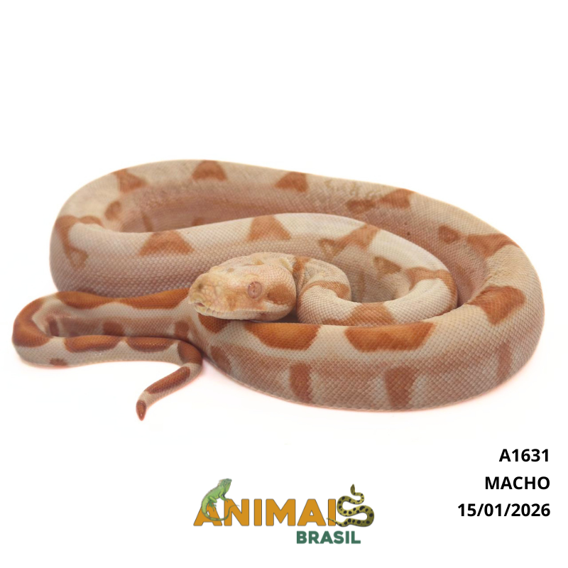 Jiboia Bci (Boa constrictor imperator) - A1631 - Sunglow
