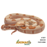 Jiboia Bci (Boa constrictor imperator) - A1631 - Sunglow