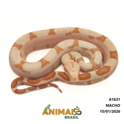 Jiboia Bci (Boa constrictor imperator) - A1631 - Sunglow