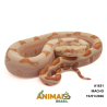 Jiboia Bci (Boa constrictor imperator) - A1631 - Sunglow