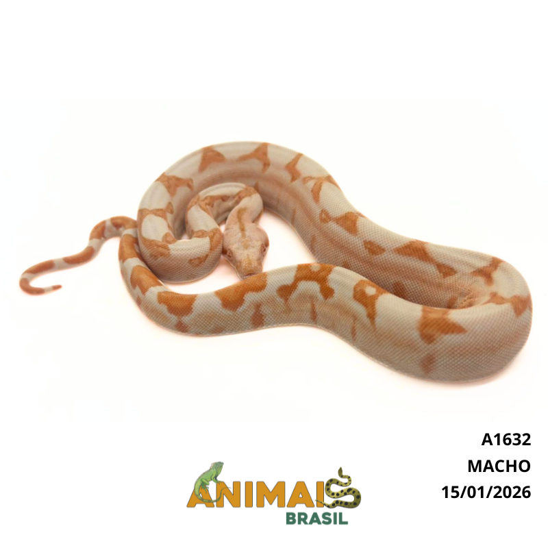 Jiboia Bci (Boa constrictor imperator) - A1632 - Sunglow
