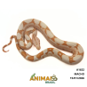 Jiboia Bci (Boa constrictor imperator) - A1632 - Sunglow