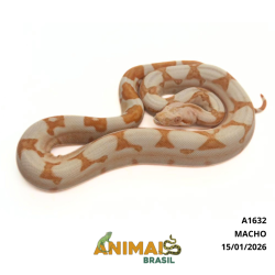 Jiboia Bci (Boa constrictor imperator) - A1632 - Sunglow