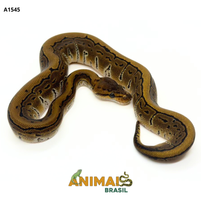 Píton bola - (Python regius) - A1545 - Pinstripe