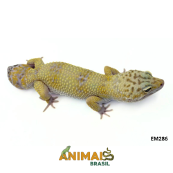 Gecko (Lagartixa Leopardo)...