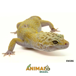 Gecko (Lagartixa Leopardo) - Em286 - Mack snow tremper