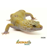 Gecko (Lagartixa Leopardo) - Em286 - Mack snow tremper