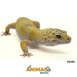 Gecko (Lagartixa Leopardo) - Em286 - Mack snow tremper