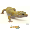 Gecko (Lagartixa Leopardo) - Em286 - Mack snow tremper