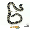 King Snake - (Lampropeltis getula) - A1761 - Aberrant