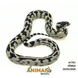 King Snake - (Lampropeltis...