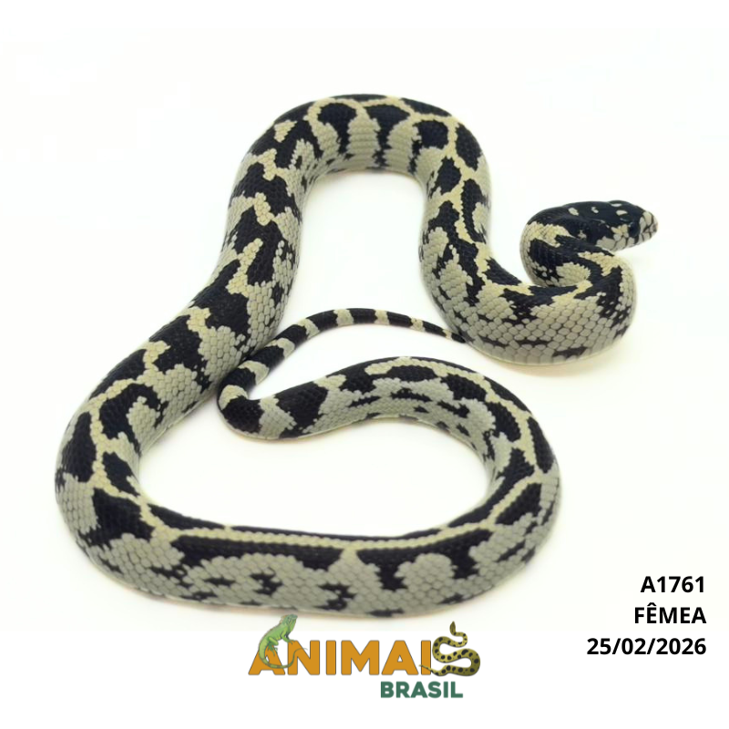 King Snake - (Lampropeltis getula) - A1761 - Aberrant