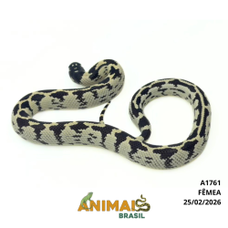 King Snake - (Lampropeltis getula) - A1761 - Aberrant