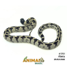 King Snake - (Lampropeltis getula) - A1761 - Aberrant