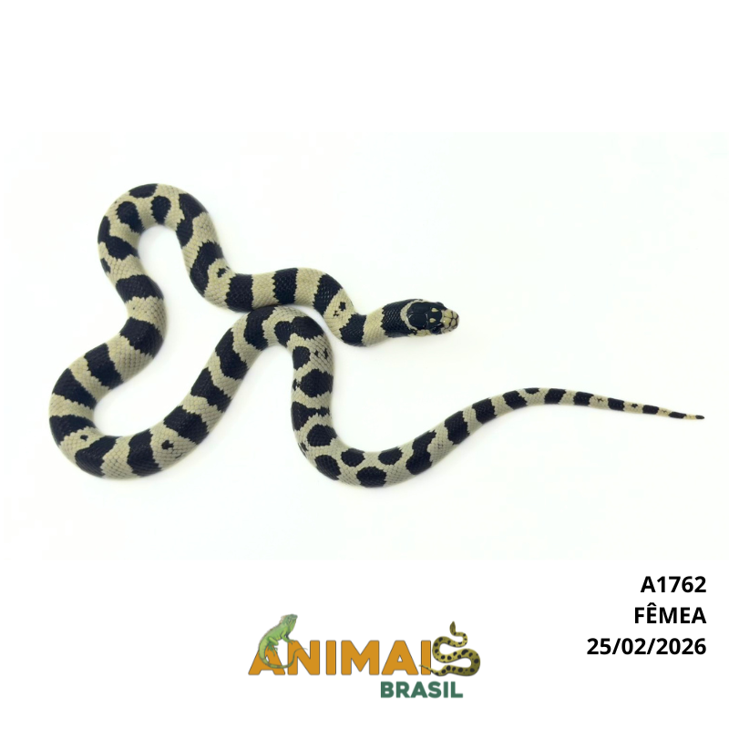 King Snake - (Lampropeltis getula) - A1762 - Comum