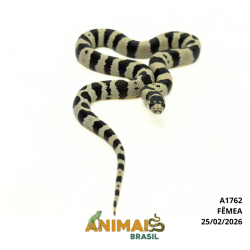 King Snake - (Lampropeltis getula) - A1762 - Comum