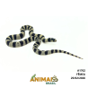 King Snake - (Lampropeltis getula) - A1762 - Comum