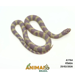 King Snake - (Lampropeltis...