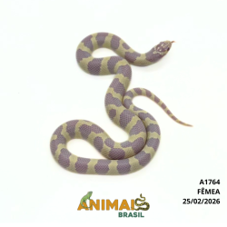 King Snake - (Lampropeltis getula) - A1764 - Albina