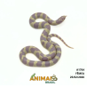 King Snake - (Lampropeltis getula) - A1764 - Albina