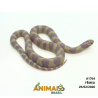 King Snake - (Lampropeltis getula) - A1764 - Albina