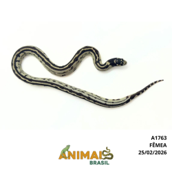 King Snake - (Lampropeltis getula) - A1763 - Aberrant