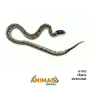 King Snake - (Lampropeltis getula) - A1763 - Aberrant