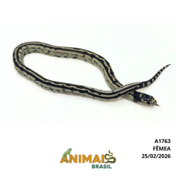 King Snake - (Lampropeltis getula) - A1763 - Aberrant