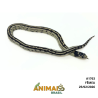 King Snake - (Lampropeltis getula) - A1763 - Aberrant