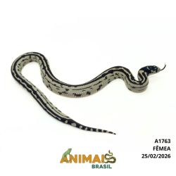 King Snake - (Lampropeltis...