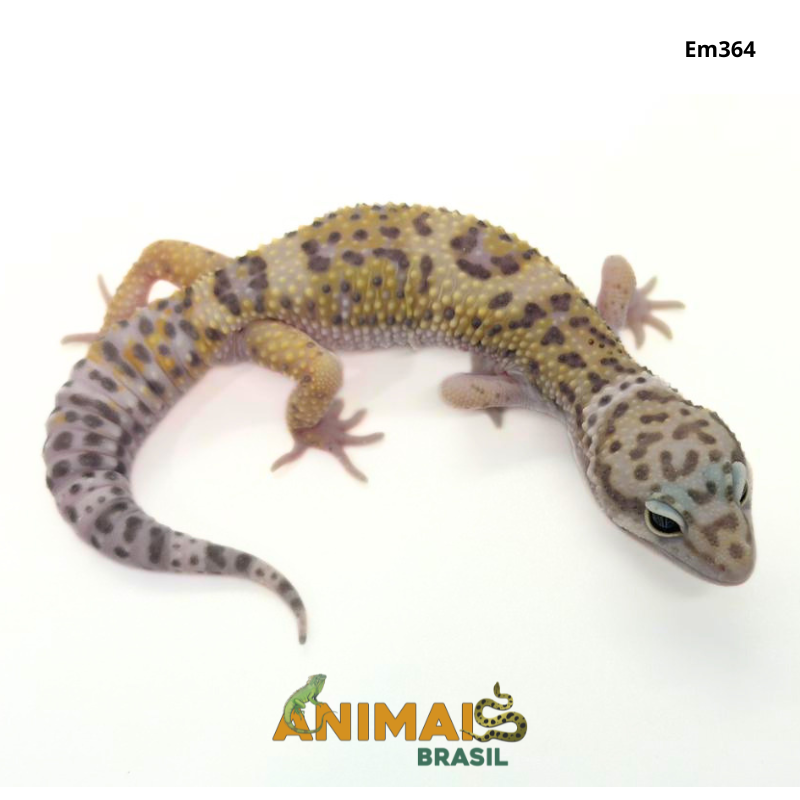 Gecko (Lagartixa Leopardo) - Em364 - Comum