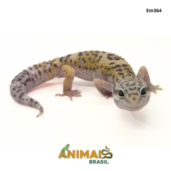 Gecko (Lagartixa Leopardo) - Em364 - Comum