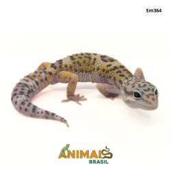 Gecko (Lagartixa Leopardo) - Em364 - Comum