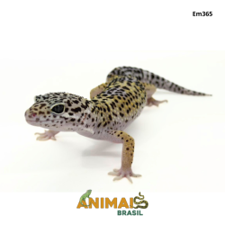 Gecko (Lagartixa Leopardo)...