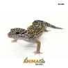 Gecko (Lagartixa Leopardo) - Em365 - Comum