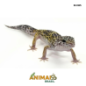 Gecko (Lagartixa Leopardo) - Em365 - Comum