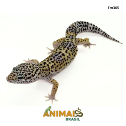 Gecko (Lagartixa Leopardo) - Em365 - Comum