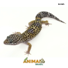 Gecko (Lagartixa Leopardo) - Em365 - Comum