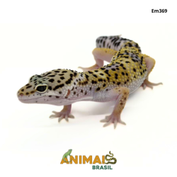 Gecko (Lagartixa Leopardo)...