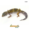 Gecko (Lagartixa Leopardo) - Em369 - High Yellow