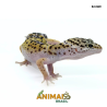 Gecko (Lagartixa Leopardo) - Em369 - High Yellow