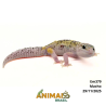 Gecko (Lagartixa Leopardo) - Em379 - Eclipse