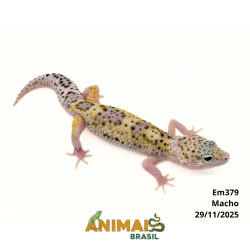 Gecko (Lagartixa Leopardo) - Em379 - Eclipse
