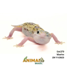 Gecko (Lagartixa Leopardo) - Em379 - Eclipse