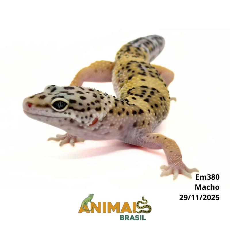 Gecko (Lagartixa Leopardo) - Em380 - High Yellow