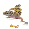 Gecko (Lagartixa Leopardo) - Em380 - High Yellow