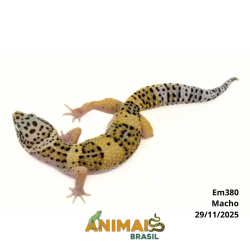 Gecko (Lagartixa Leopardo) - Em380 - High Yellow