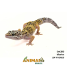Gecko (Lagartixa Leopardo) - Em380 - High Yellow